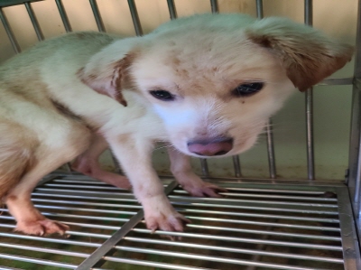 사단법인 동부_426340202400514